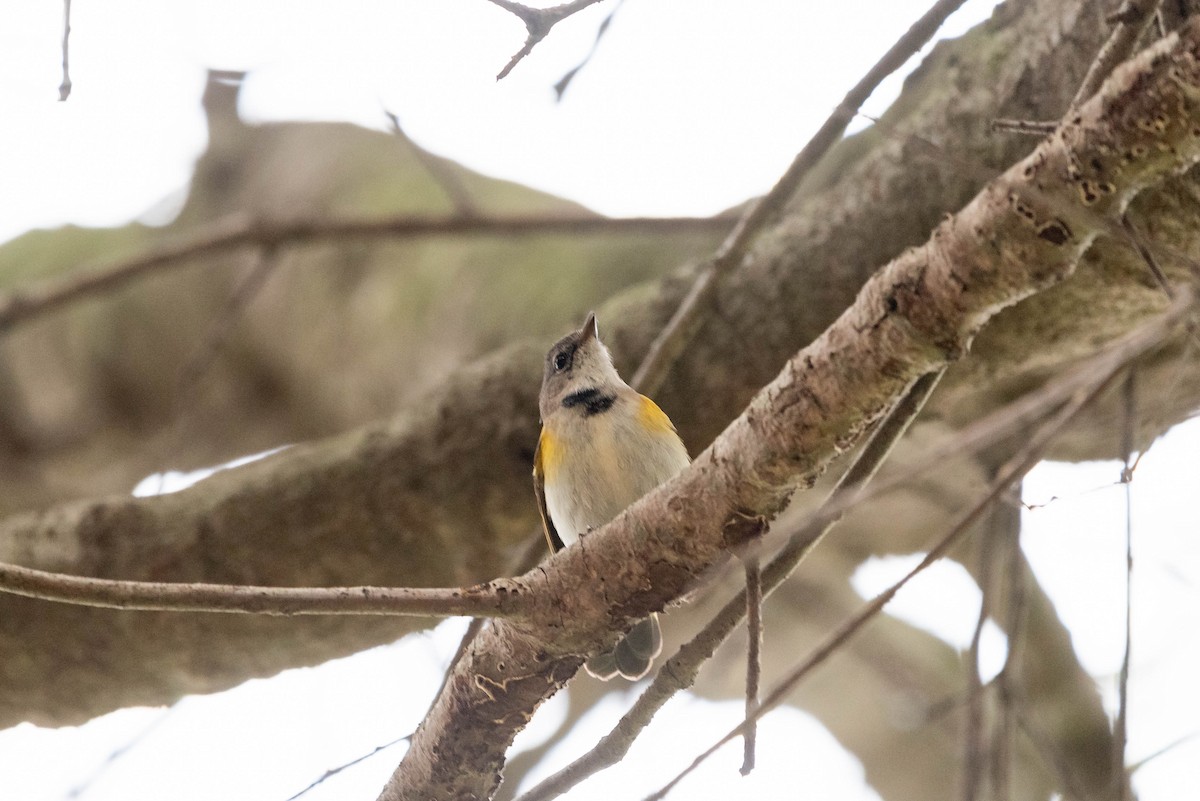 American Redstart - ML615422636