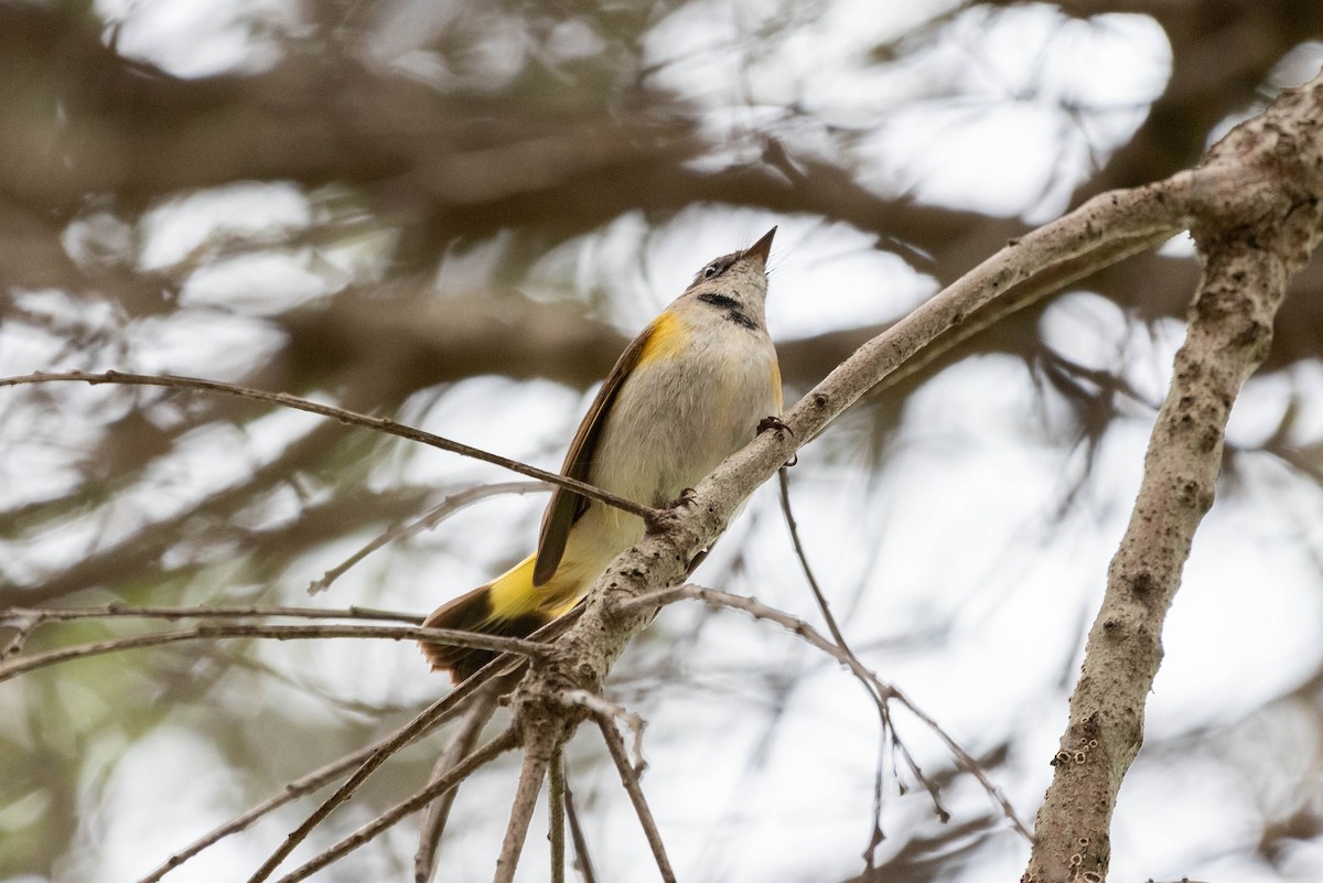 American Redstart - ML615422637