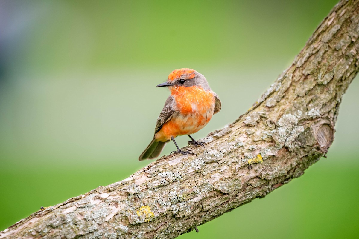 Vermilion Flycatcher - ML615422640