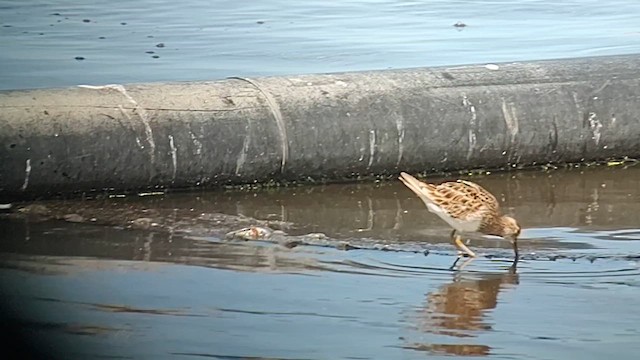 Pectoral Sandpiper - ML615422642