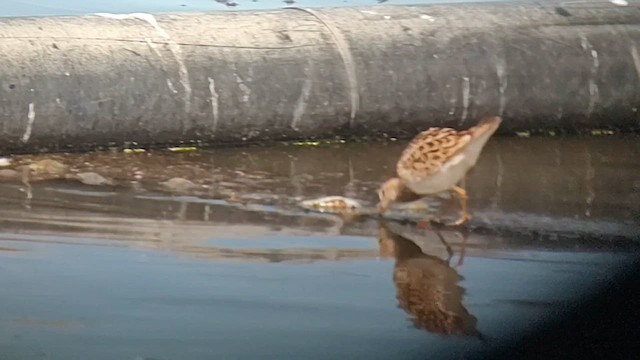 Pectoral Sandpiper - ML615422643