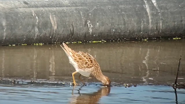 Bécasseau à poitrine cendrée - ML615422644