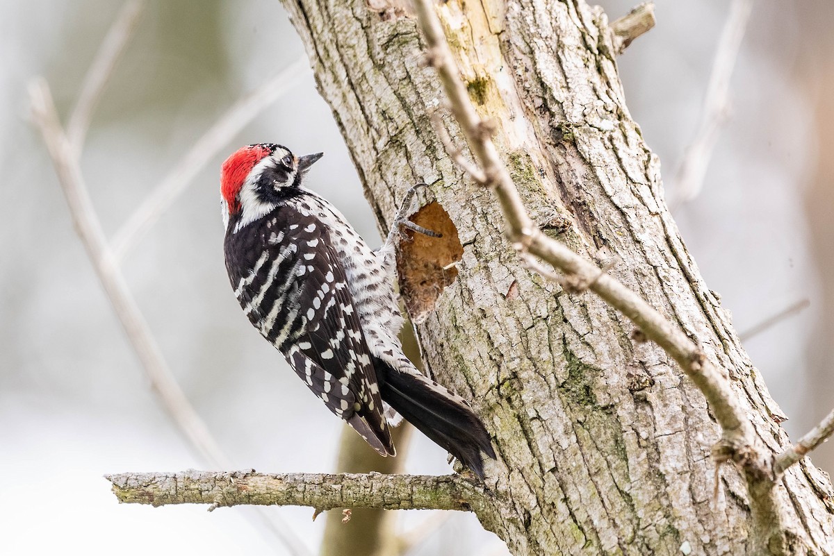 Nuttall's Woodpecker - ML615422660