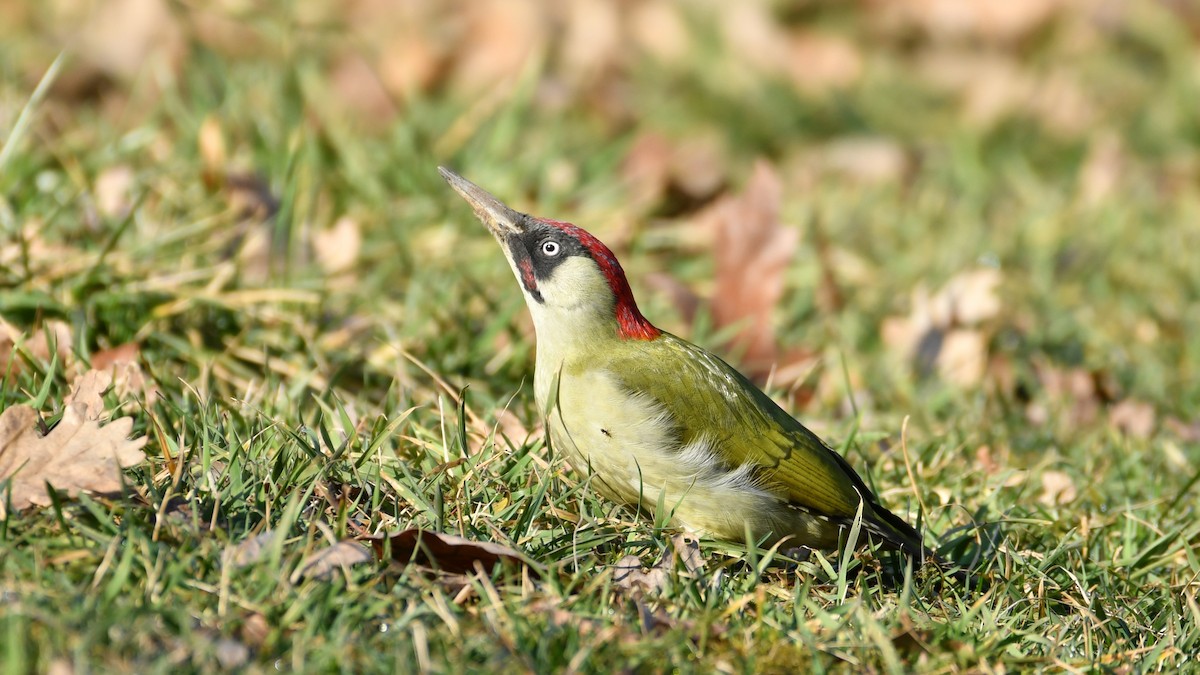 Eurasian Green Woodpecker - ML615422671