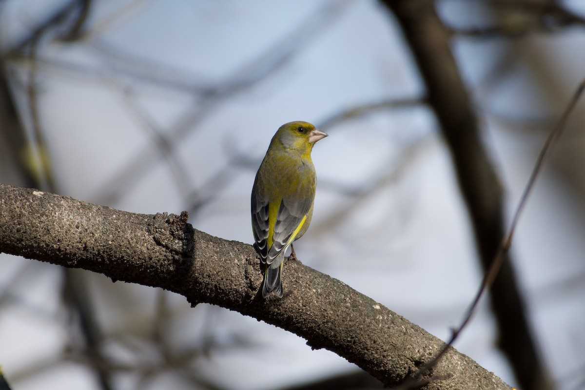 European Greenfinch - ML615422679