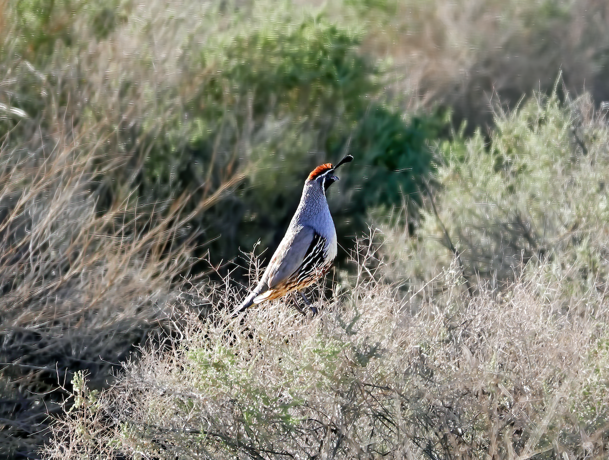 Helmwachtel - ML615422690