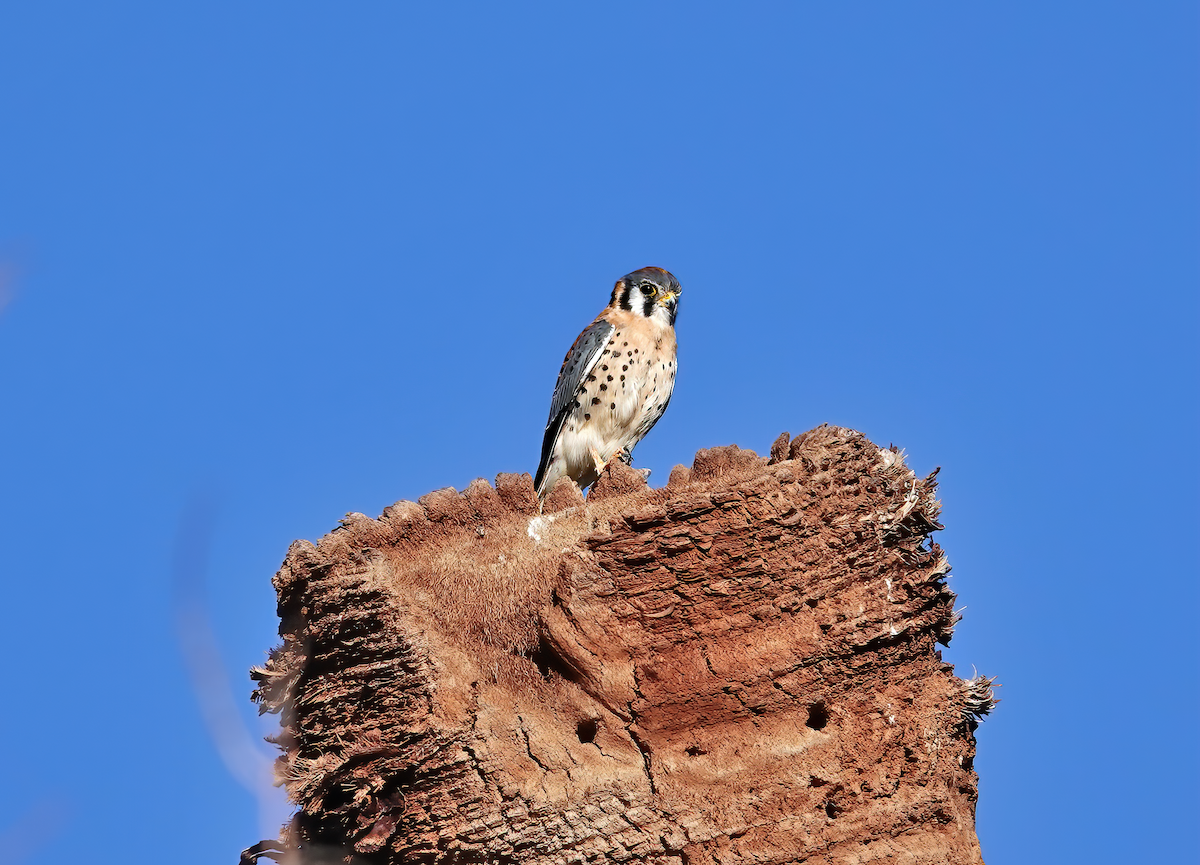 poštolka pestrá - ML615422701