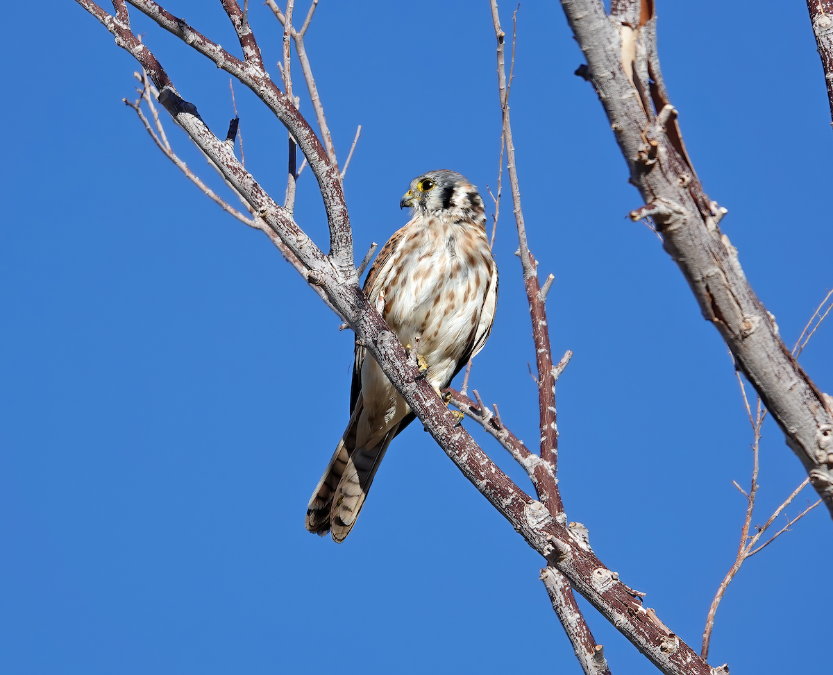 Buntfalke - ML615422702