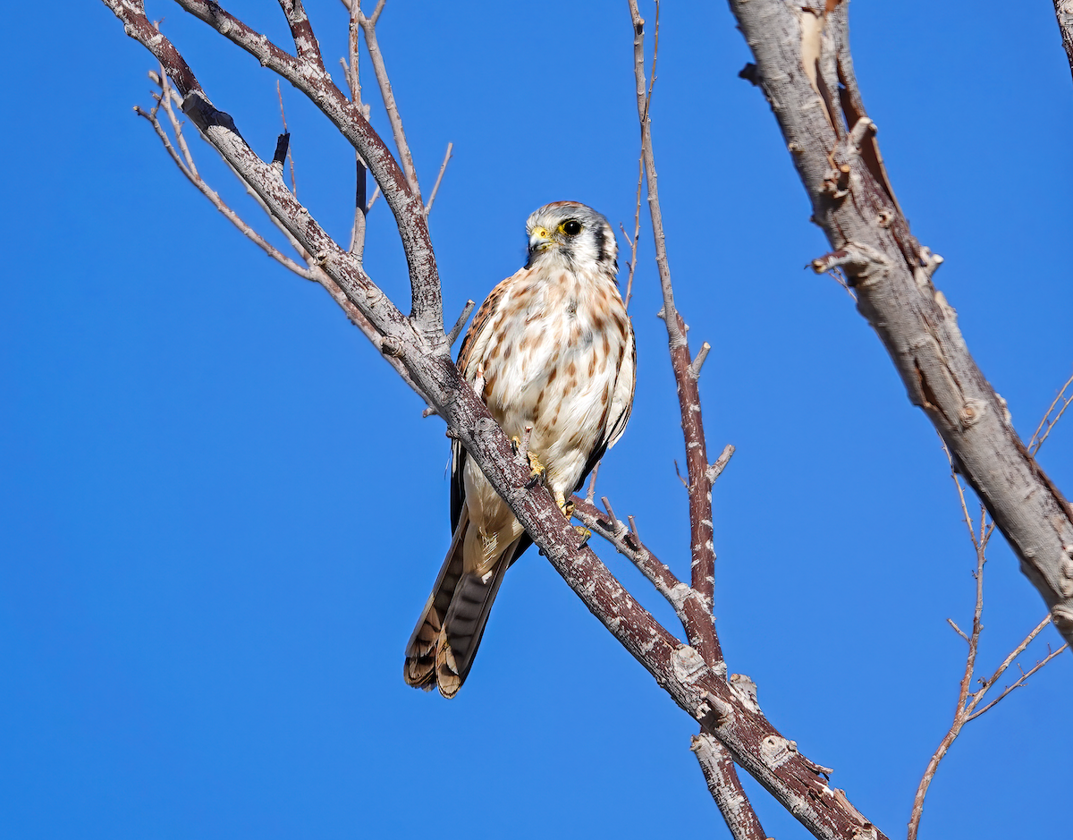 poštolka pestrá - ML615422703