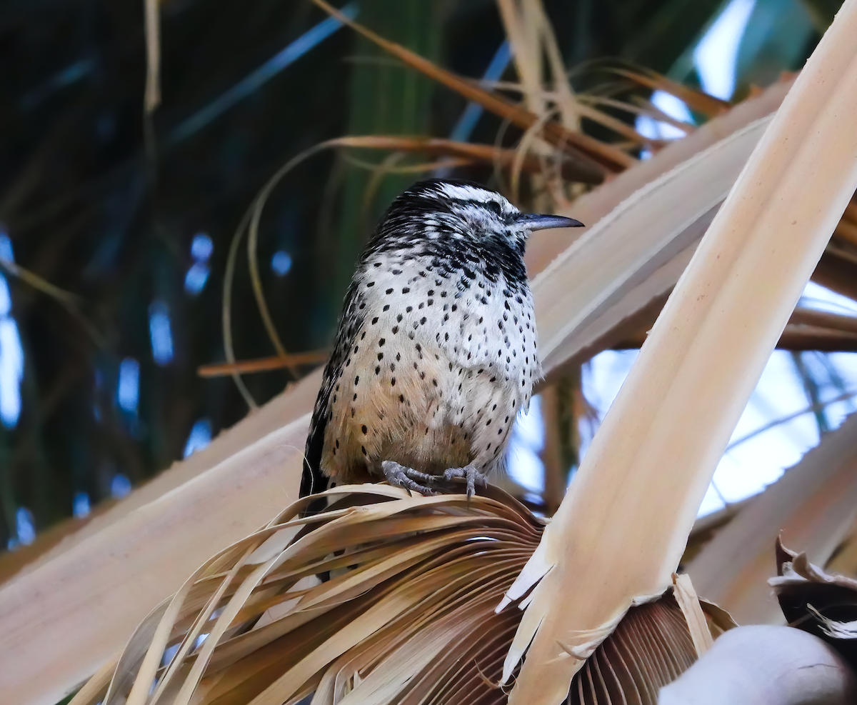 Kaktuszaunkönig - ML615422711