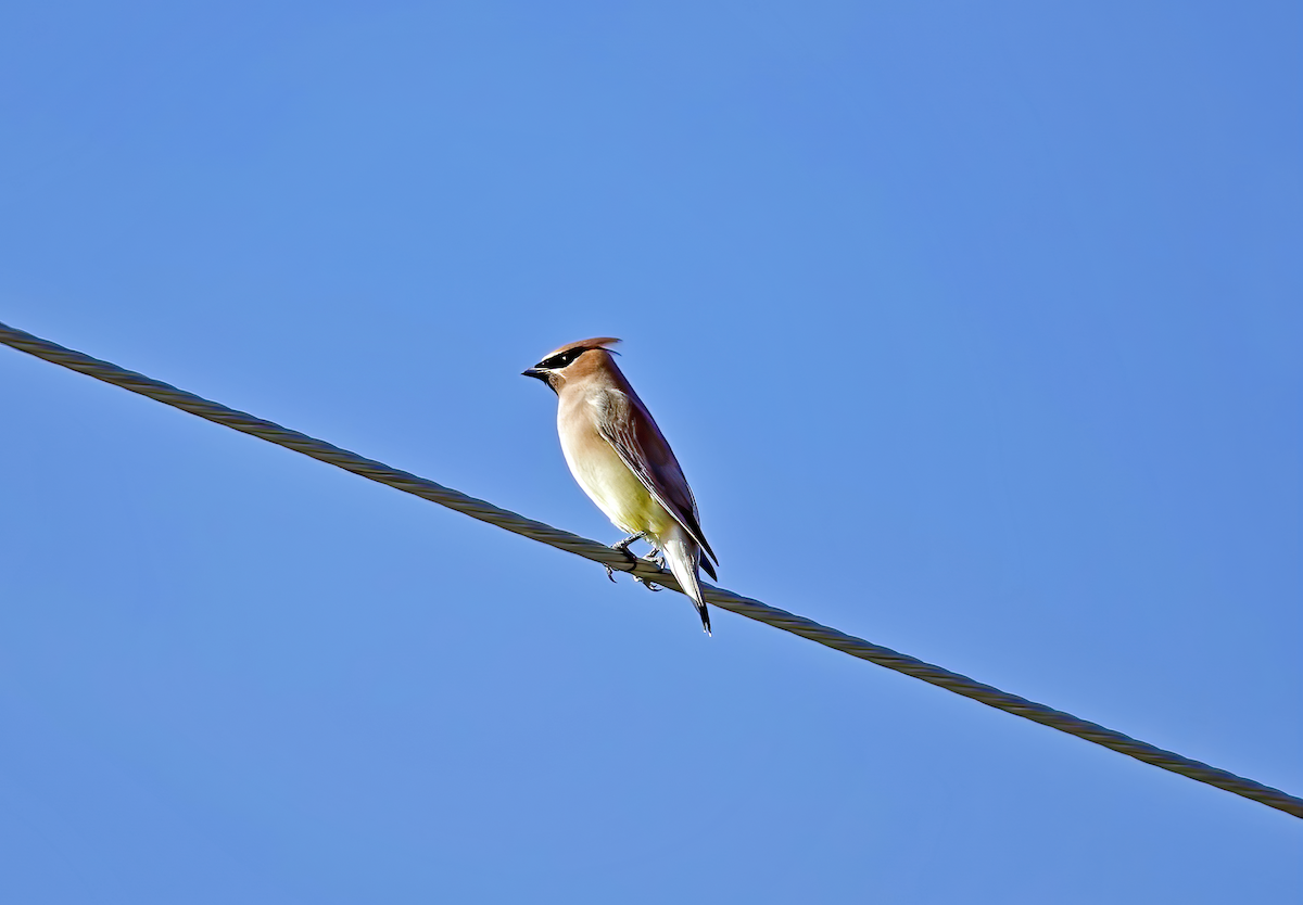 Cedar Waxwing - Lenka Steuter