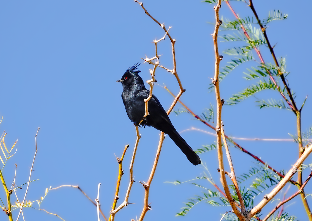 Trauerseidenschnäpper - ML615422721