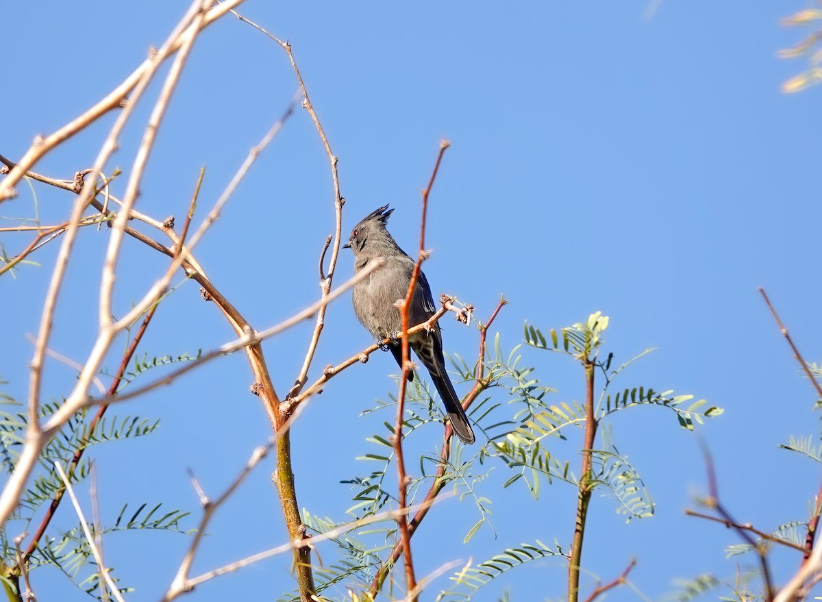 Trauerseidenschnäpper - ML615422722