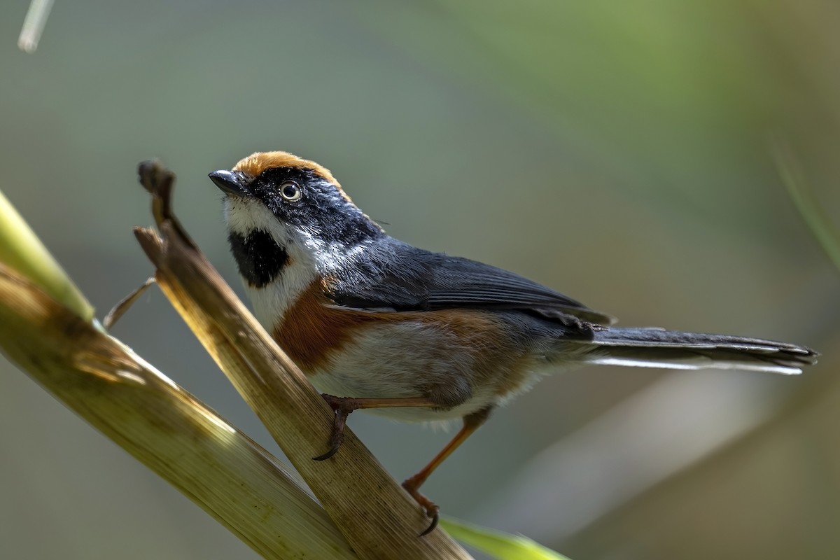 Black-throated Tit - ML615422734