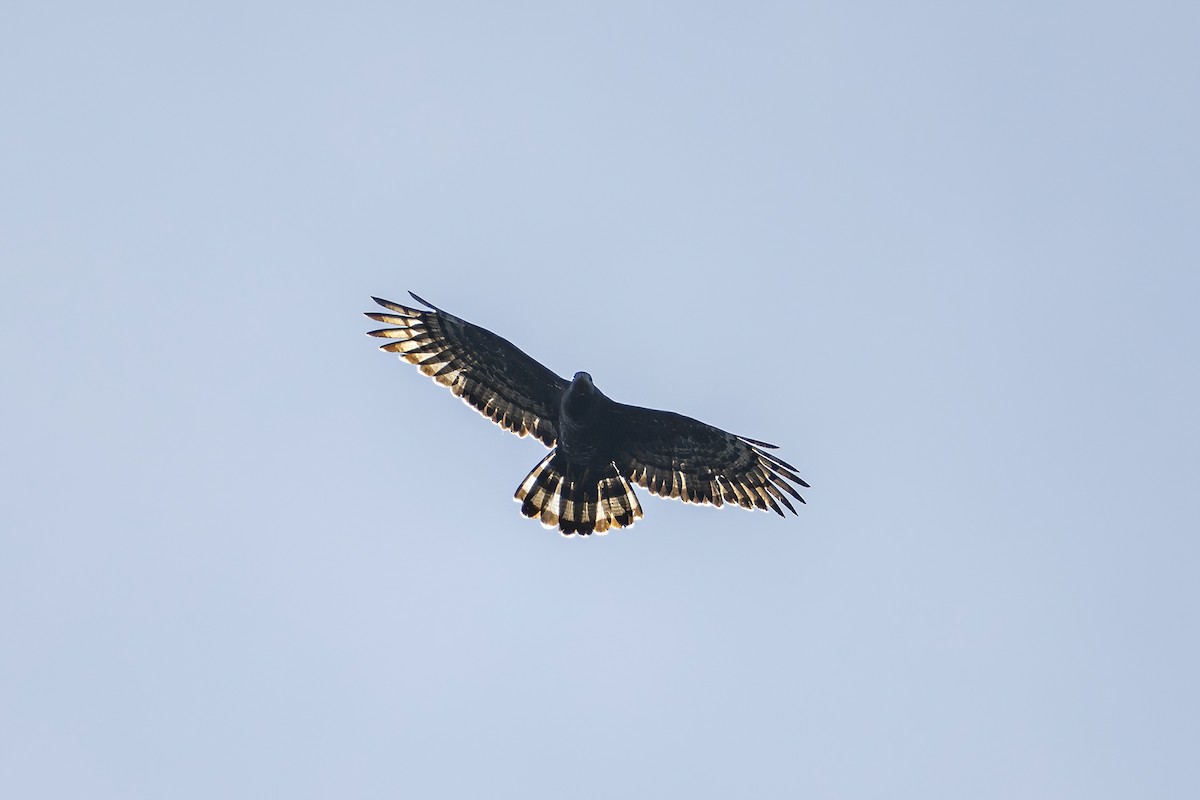 Oriental Honey-buzzard - Su Li