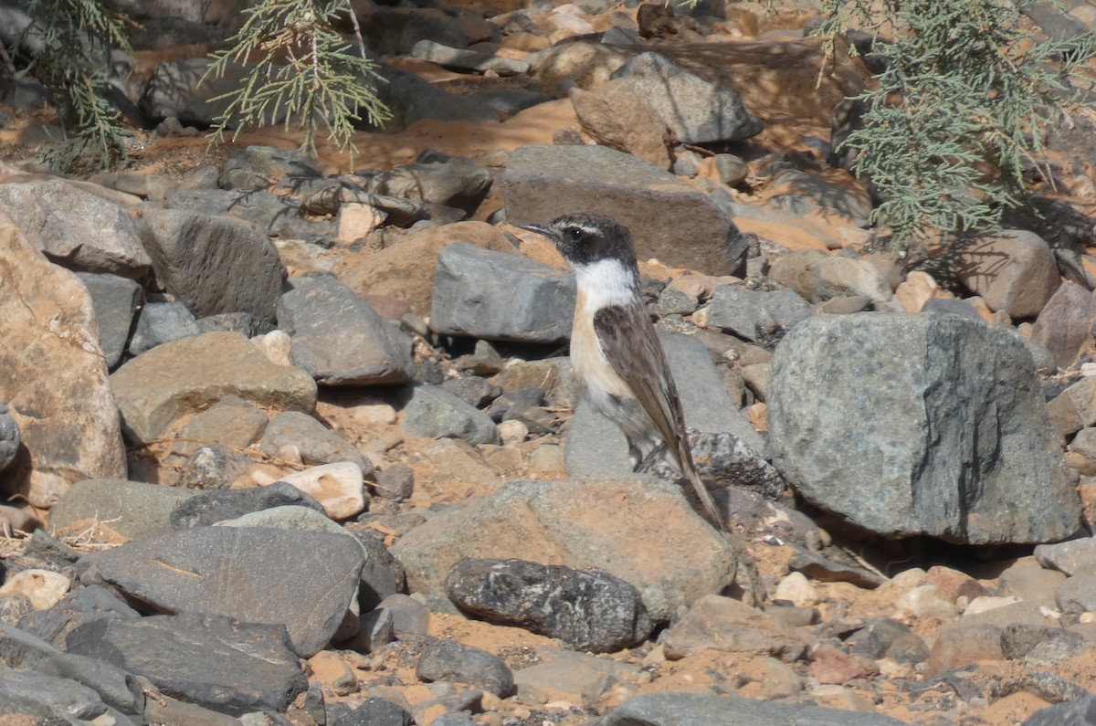 bramborníček kanárský - ML615422837