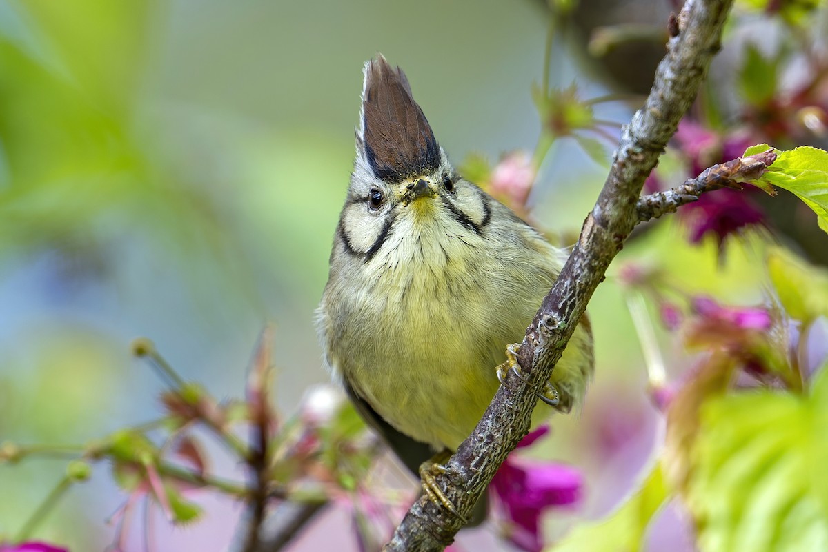 Taiwan Yuhina - Su Li