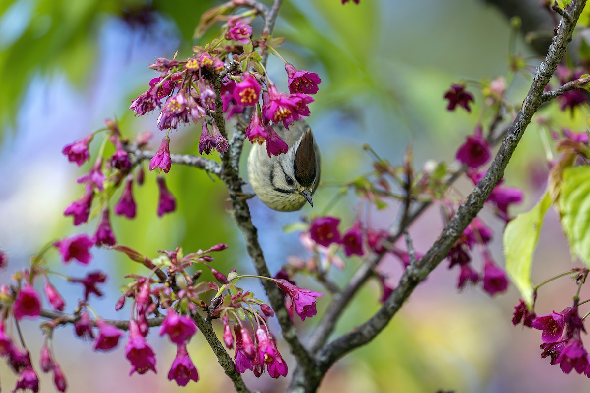 Taiwan Yuhina - Su Li