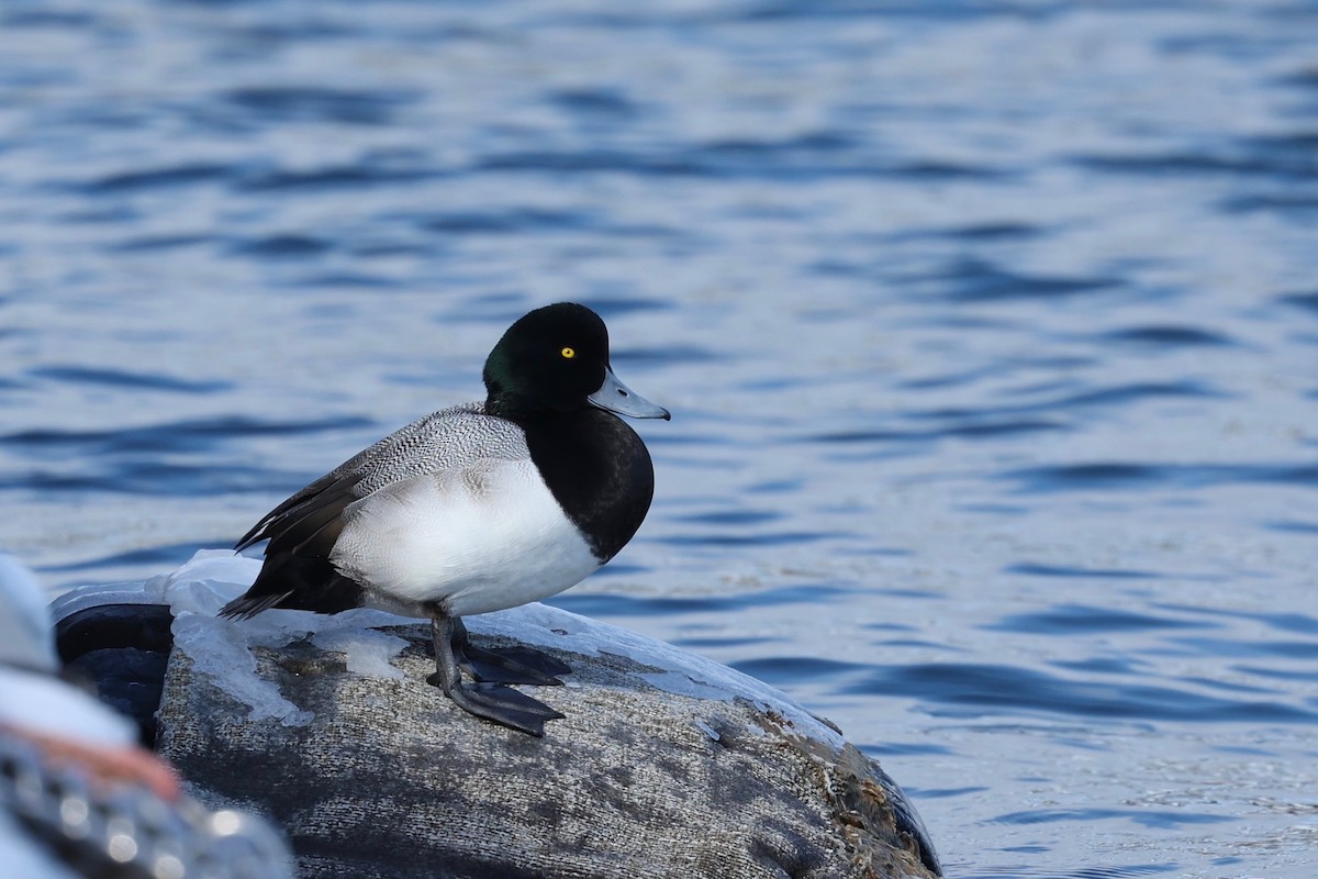 Greater Scaup - ML615422855