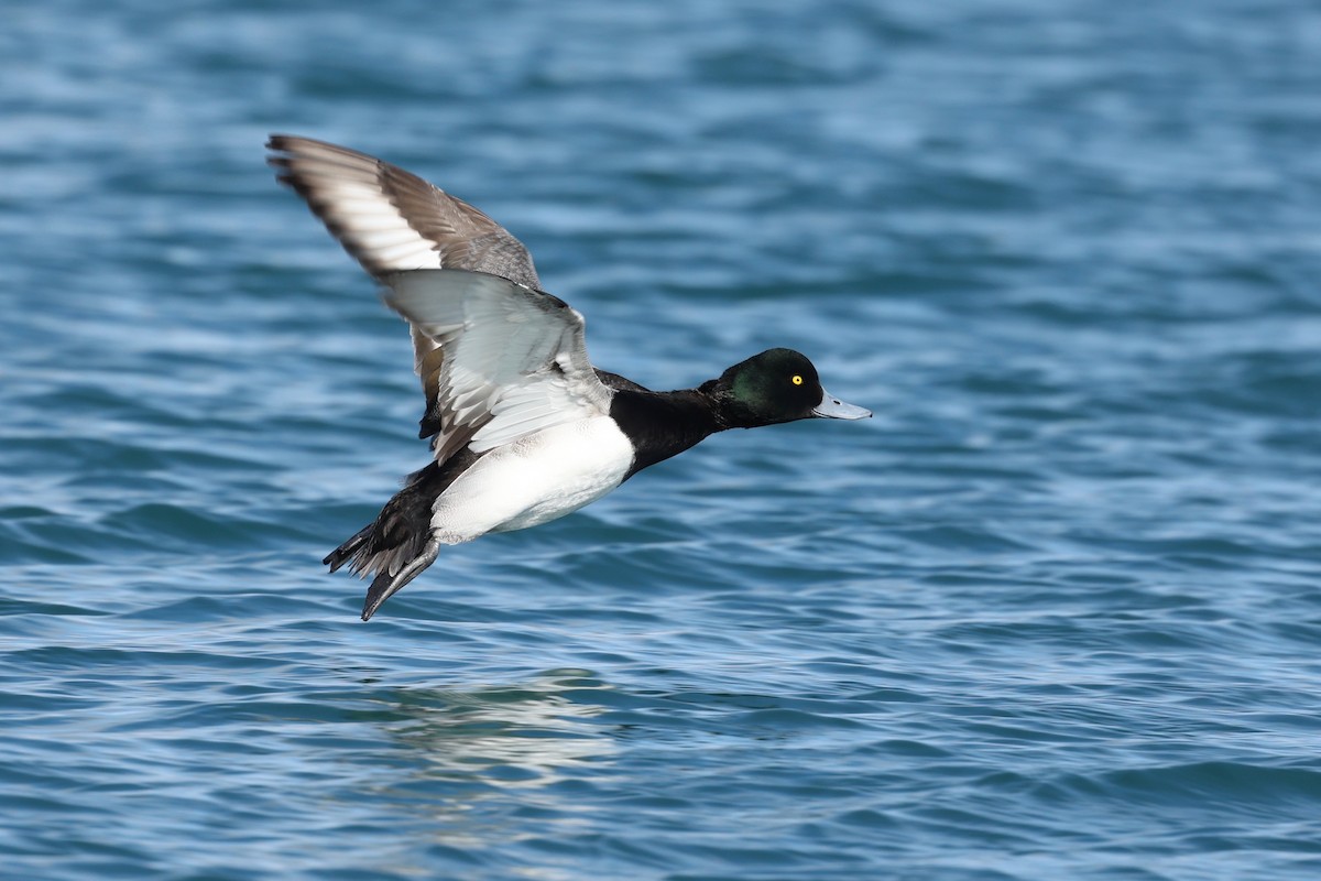 Greater Scaup - ML615422856
