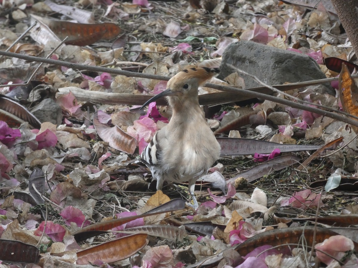 dudek chocholatý - ML615422859