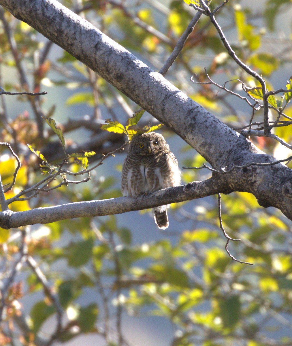 Asian Barred Owlet - Nitin Marathe