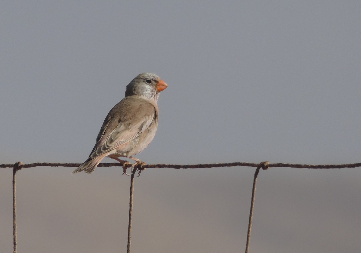Trumpeter Finch - ML615422869