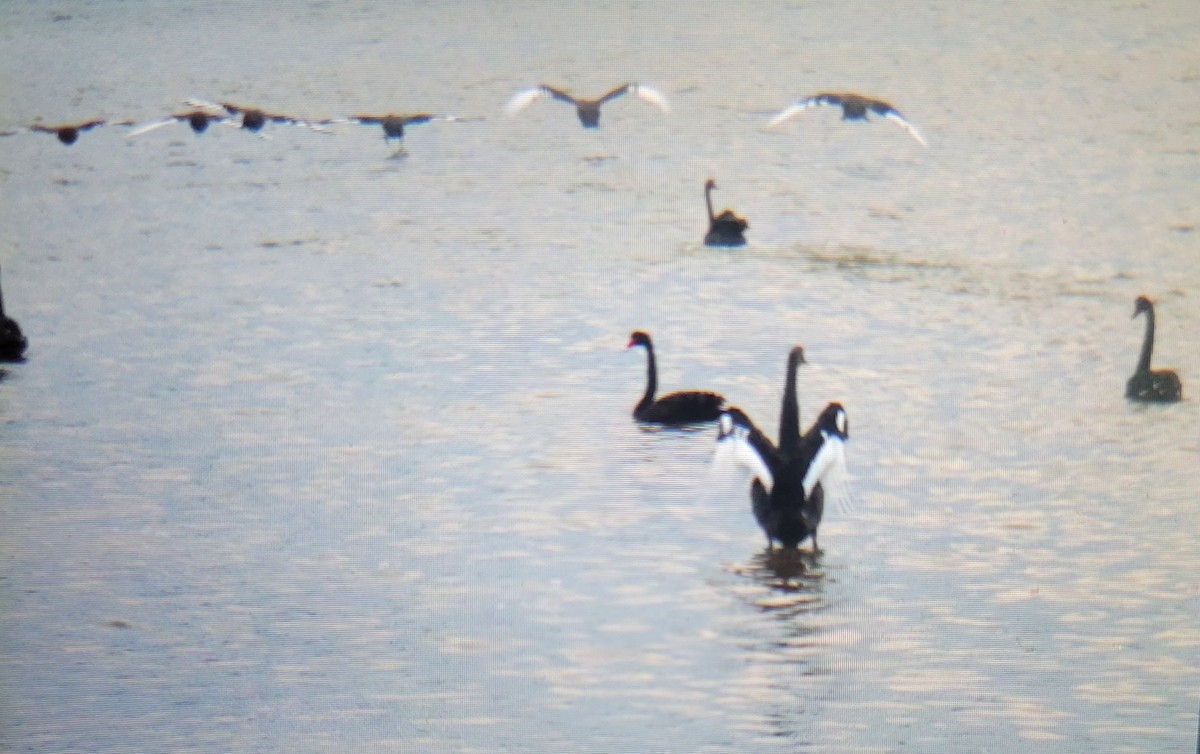 Black Swan - ML615422870