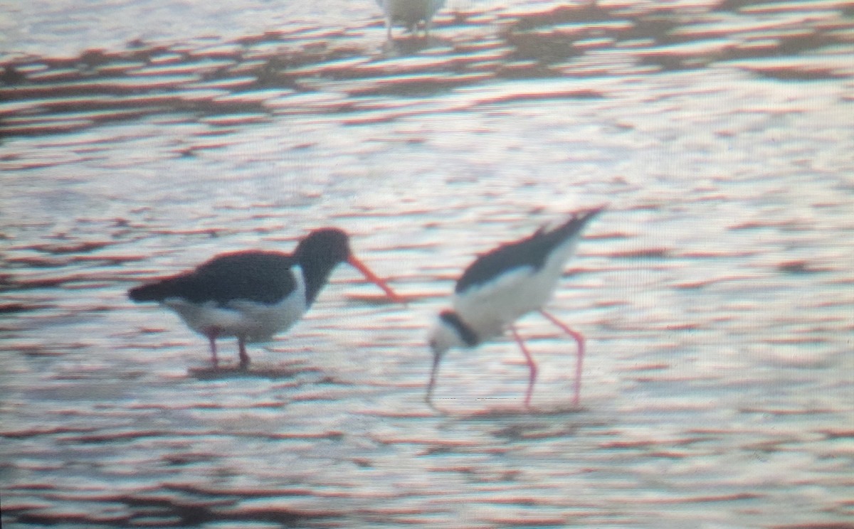 South Island Oystercatcher - ML615422888