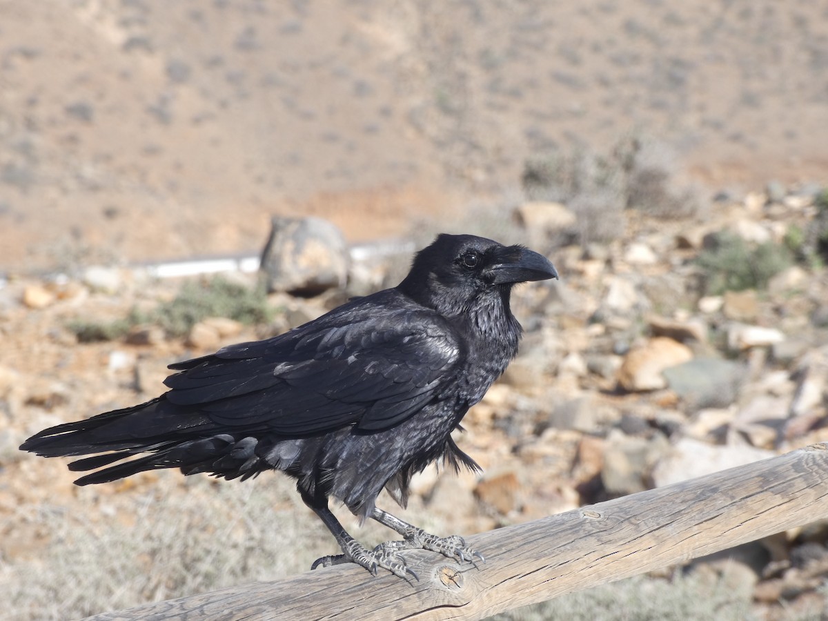 Common Raven - ML615422904