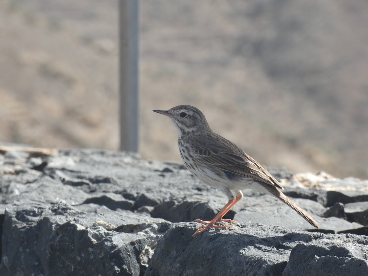 Berthelot's Pipit - ML615422907