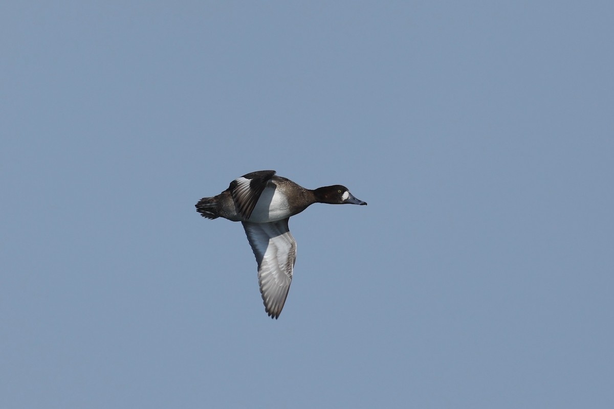 Greater Scaup - ML615422910