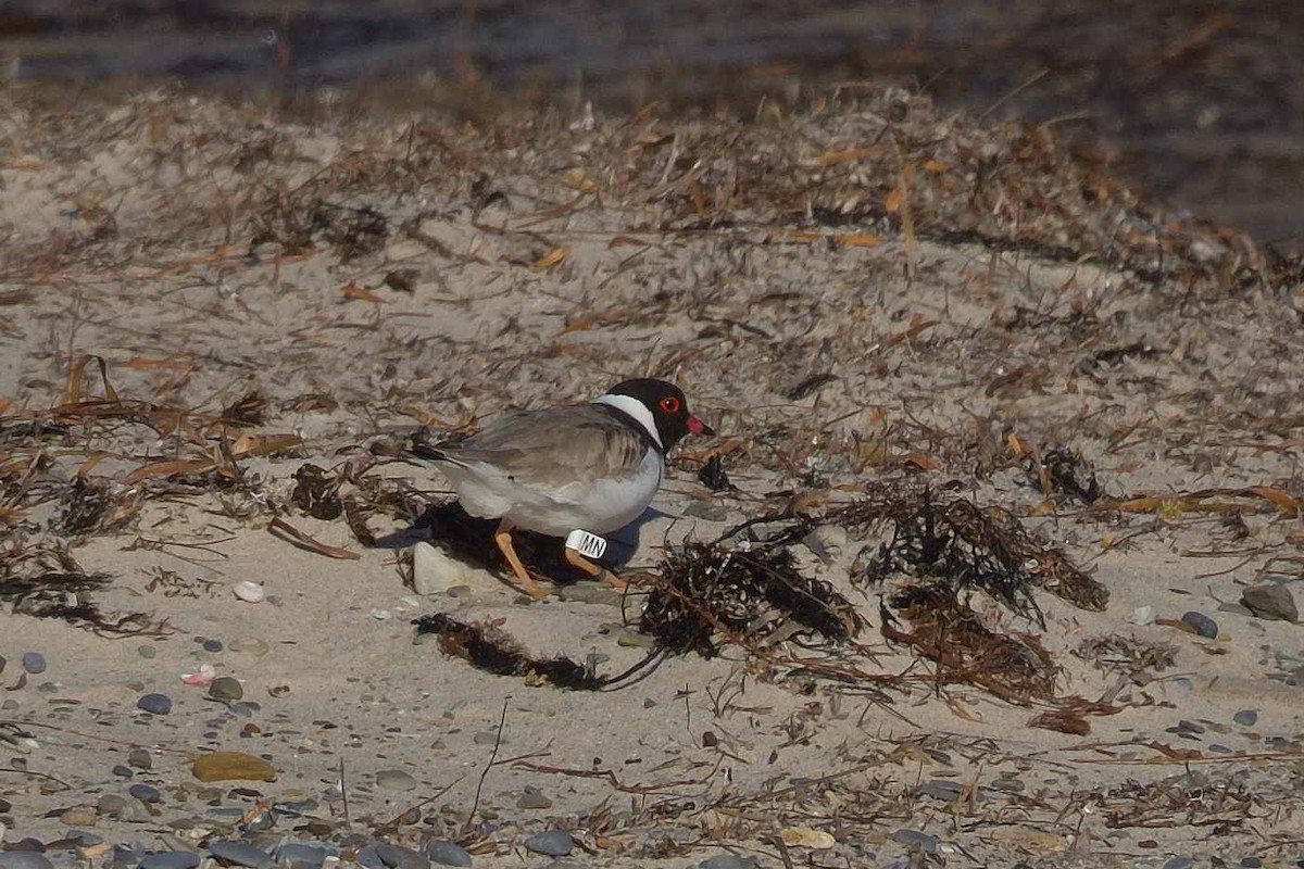 Hooded Plover - ML615422913