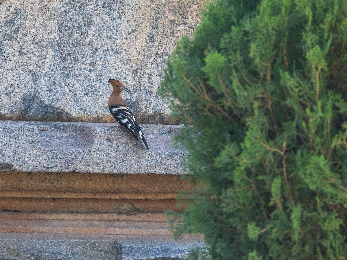 Eurasian Hoopoe - Adithya Bhat