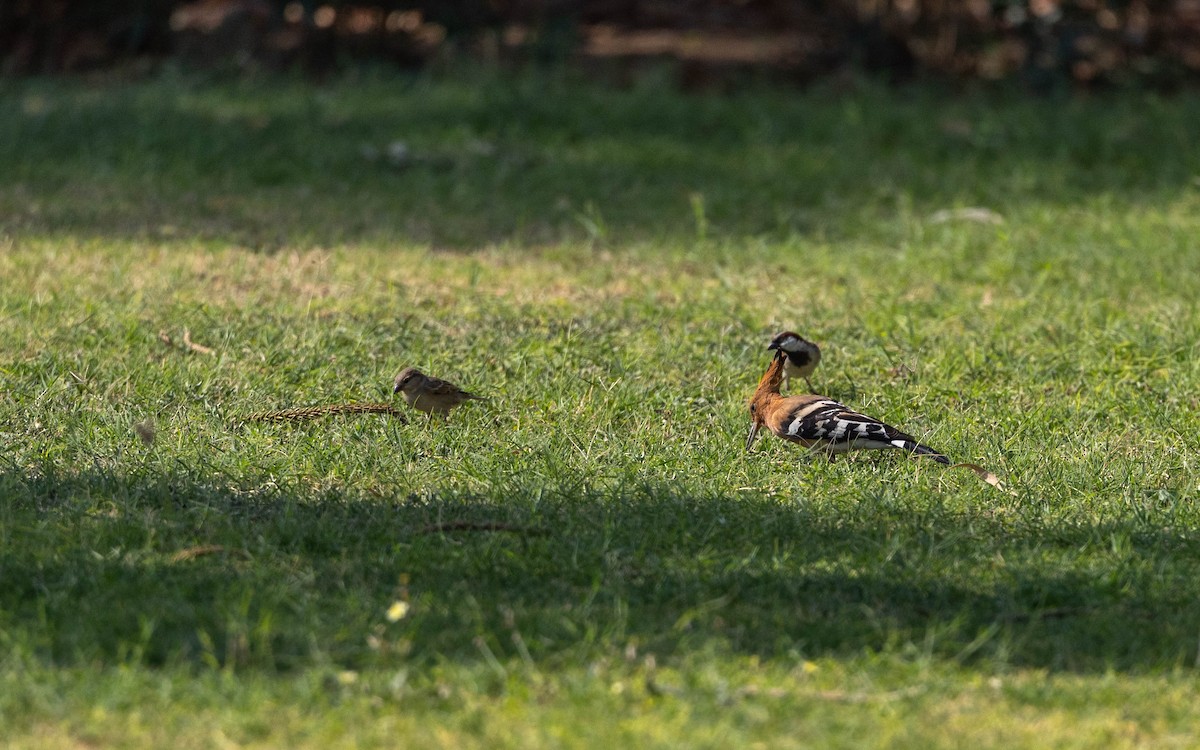 Eurasian Hoopoe - Adithya Bhat