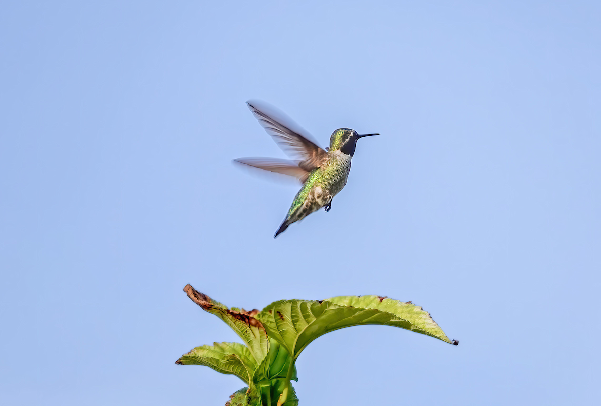 kalypta růžovohlavá - ML615422917