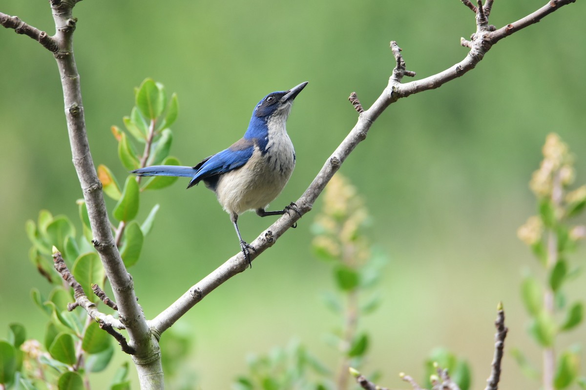 Island Scrub-Jay - ML615422931