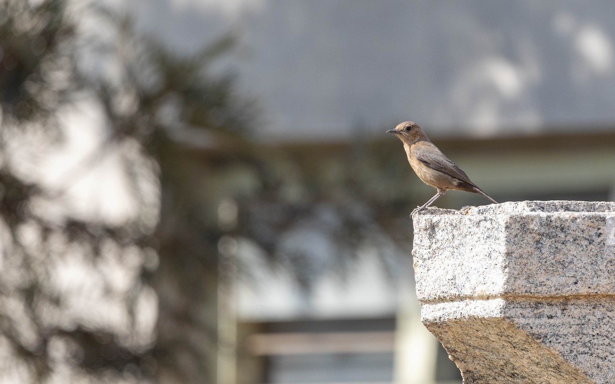 Brown Rock Chat - ML615422933