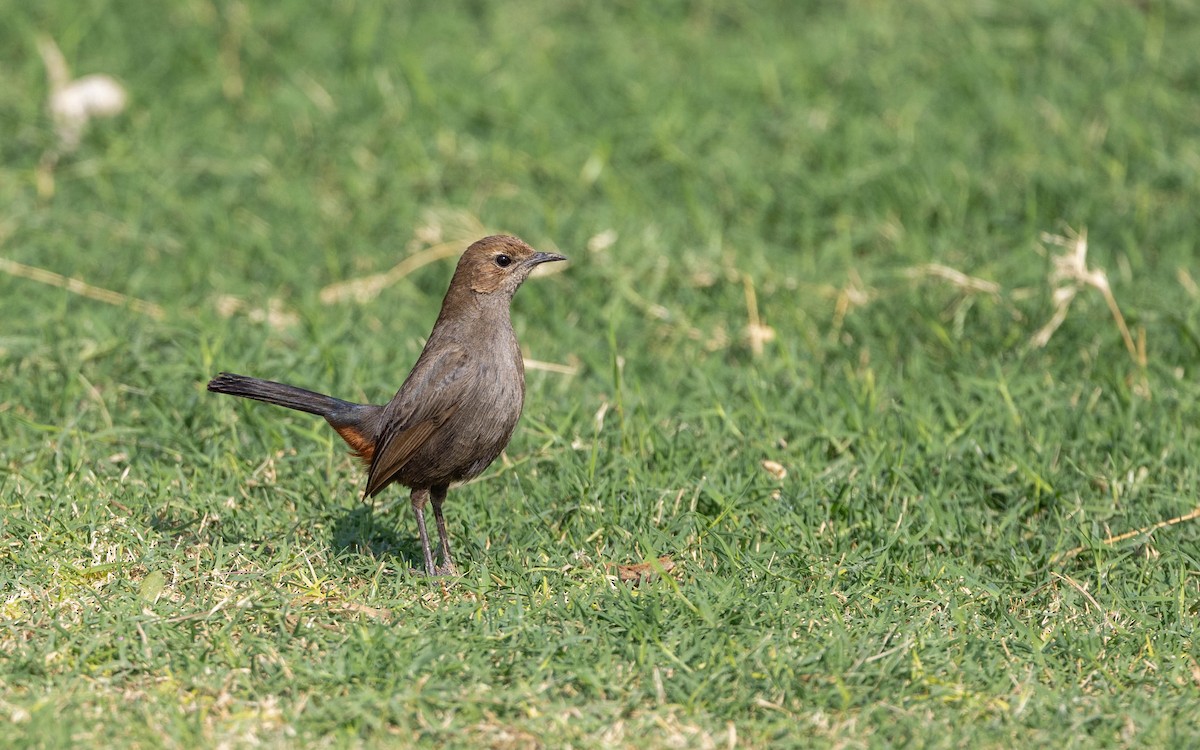 Indian Robin - Adithya Bhat