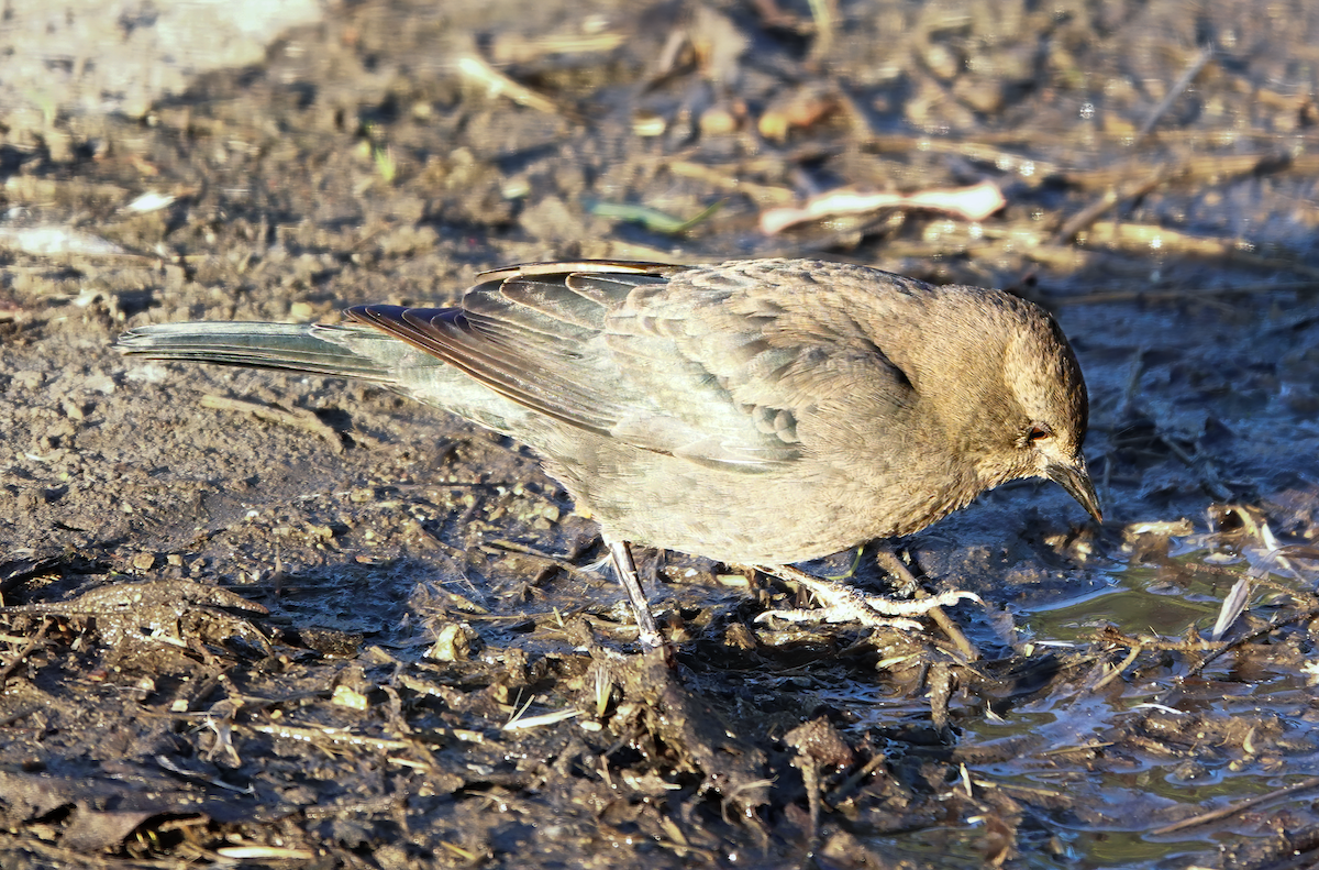 Brewer's Blackbird - ML615422978