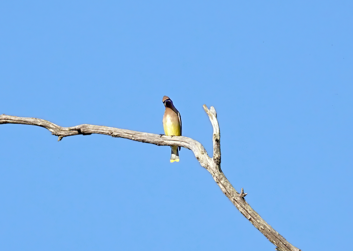 Zedernseidenschwanz - ML615422980