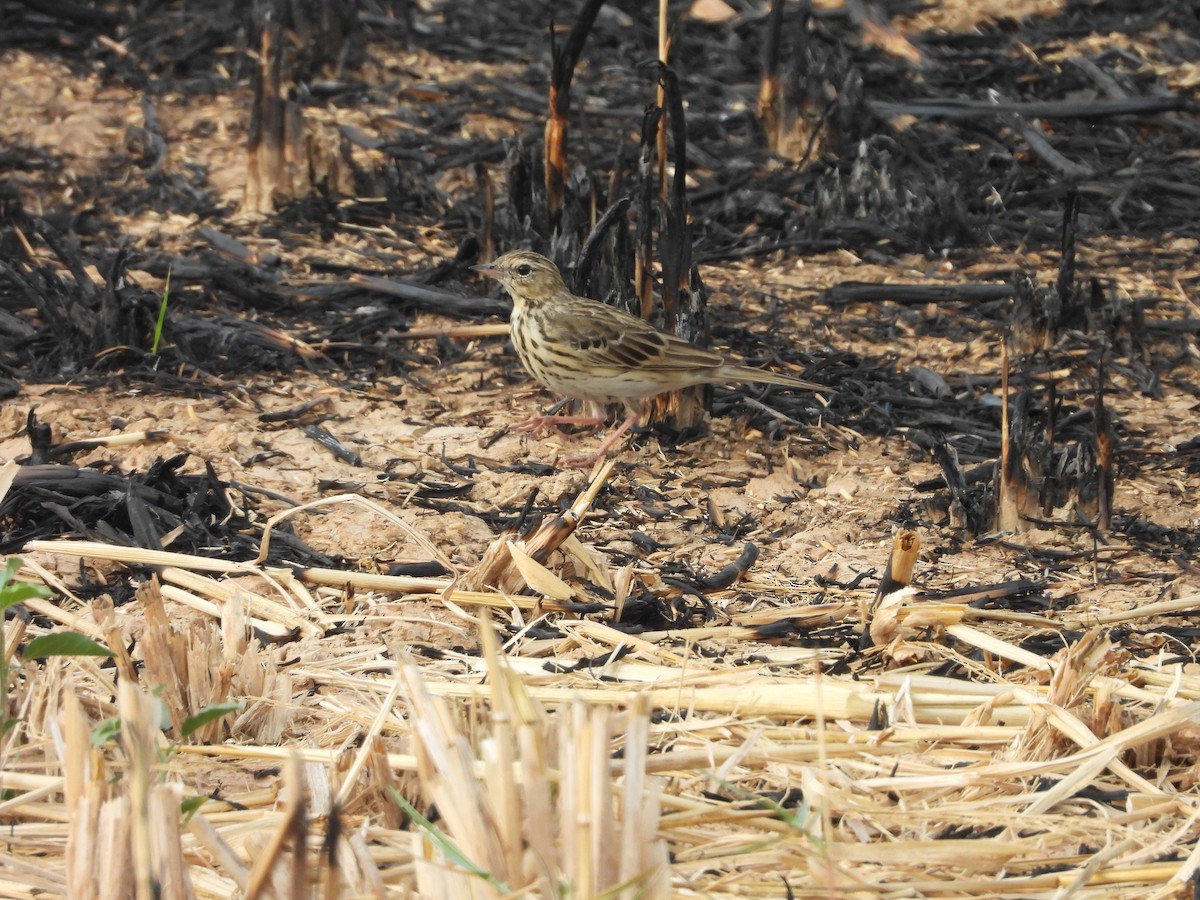 Tree Pipit - ML615422993