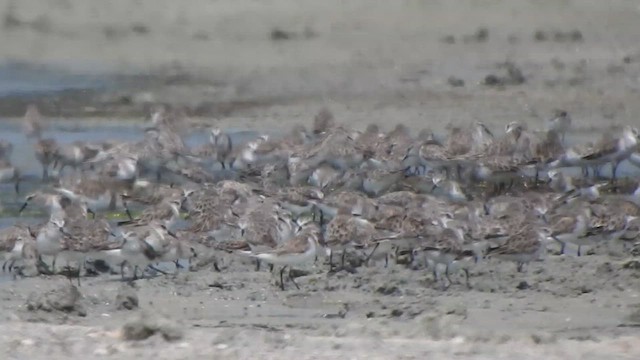 Gambecchio comune - ML615422997