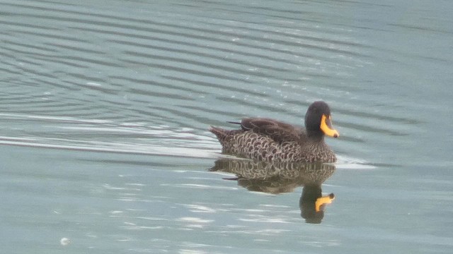 Yellow-billed Duck - ML615423002