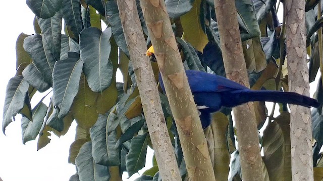 Ross's Turaco - ML615423011