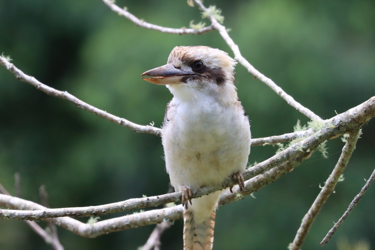 Laughing Kookaburra - ML615423017