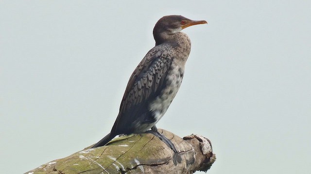 Long-tailed Cormorant - ML615423019