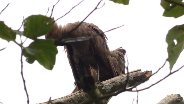 Hamerkop - ML615423023