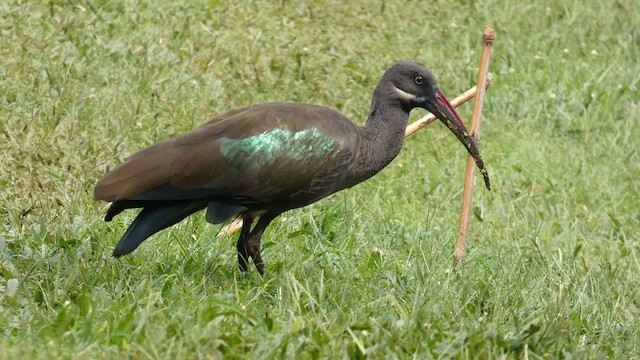 Hadada Ibis - ML615423026