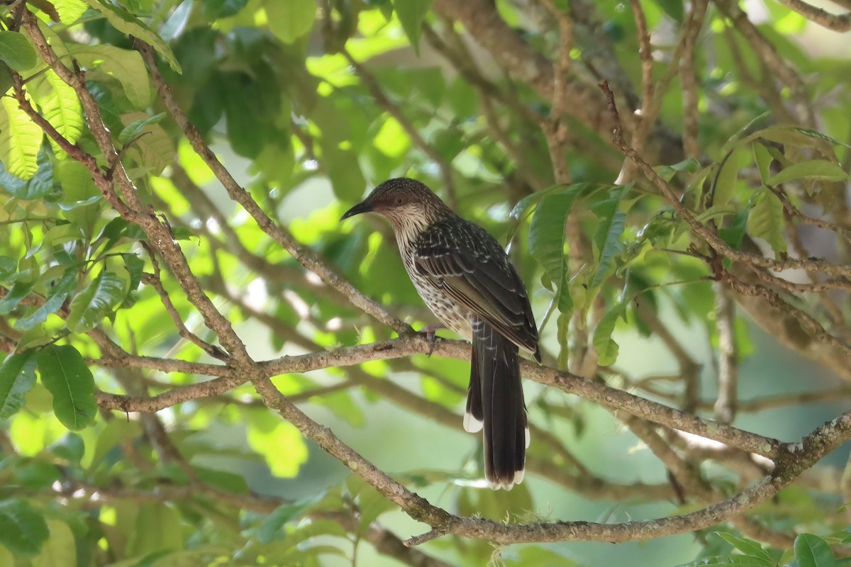 Little Wattlebird - ML615423028